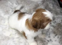 Millie, a female Shih Tzu for sale in Grovespring, MO – 5 of 5
