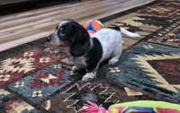Sam, a male Dachshund for sale in Grovespring, MO – 8 of 8