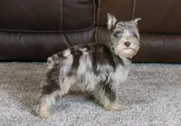 Gunner, a male Miniature Schnauzer for sale in Grovespring, MO – Photo 2 of 5