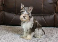 Gunner, a male Miniature Schnauzer for sale in Grovespring, MO – Photo 5 of 5