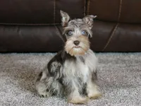 Gunner, a male Miniature Schnauzer for sale in Grovespring, MO – Photo 1 of 5