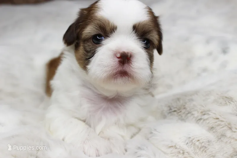 Molly – Shih Tzu puppy for sale in Grovespring, MO