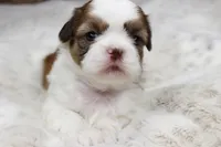 Molly, a female Shih Tzu for sale in Grovespring, MO – 1 of 5