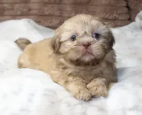 Maggie, a female Shih Tzu for sale in Grovespring, MO – 3 of 6