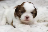 Millie, a female Shih Tzu for sale in Grovespring, MO – 3 of 5