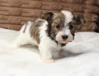 Copper, a male Havanese for sale in Grovespring, MO – 3 of 4