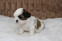 Sophie, a female Shih Tzu for sale in Grovespring, MO – Photo 4 of 6