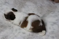 Sophie, a female Shih Tzu for sale in Grovespring, MO – Photo 6 of 6