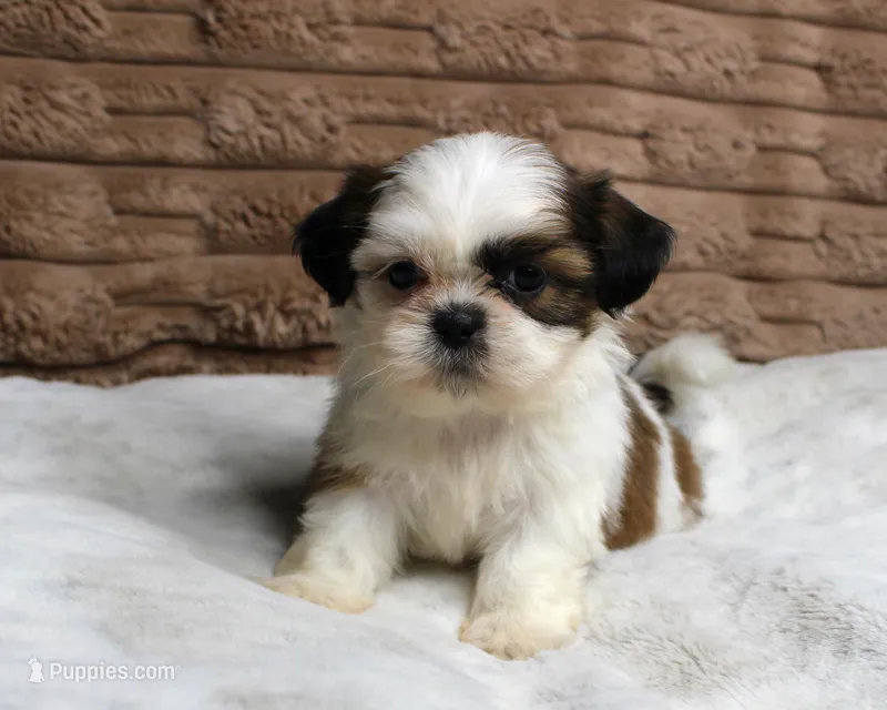 Sophie – Shih Tzu puppy on hold in Grovespring, MO