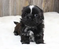 Lexi, a male Shih Tzu for sale in Grovespring, MO – 4 of 6
