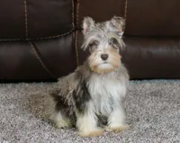 Axel, a male Miniature Schnauzer for sale in Grovespring, MO – Photo 1 of 6