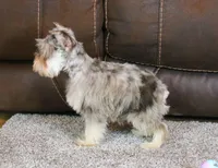 Axel, a male Miniature Schnauzer for sale in Grovespring, MO – Photo 6 of 6