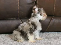 Axel, a male Miniature Schnauzer for sale in Grovespring, MO – Photo 4 of 6