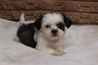 Izzy, a female Shih Tzu for sale in Grovespring, MO – 1 of 5