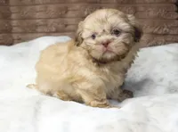 Maggie, a female Shih Tzu for sale in Grovespring, MO – 5 of 6