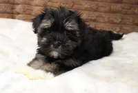 Rocky, a male Havanese for sale in Grovespring, MO – 6 of 6