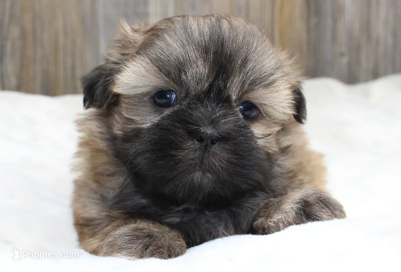 Bear – Shih Tzu puppy for sale in Grovespring, MO