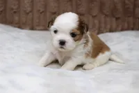 Bruno, a male Shih Tzu for sale in Grovespring, MO – Photo 3 of 5