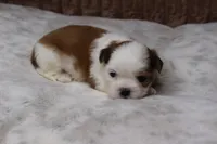 Bruno, a male Shih Tzu for sale in Grovespring, MO – Photo 2 of 5