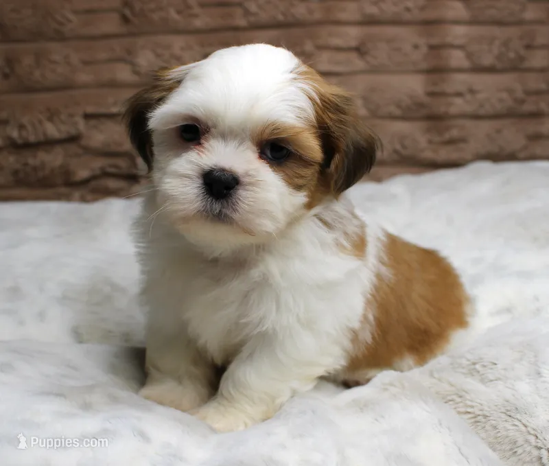Bruno – Shih Tzu puppy for sale in Grovespring, MO
