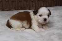 Bruno, a male Shih Tzu for sale in Grovespring, MO – Photo 4 of 5