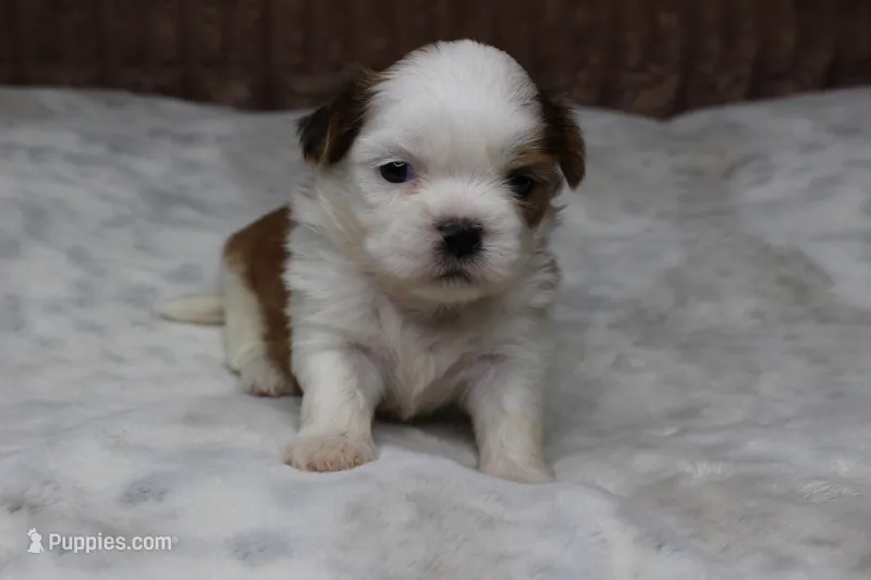 Bruno – Shih Tzu puppy for sale in Grovespring, MO