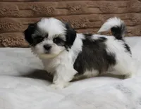 Zeke, a male Shih Tzu for sale in Grovespring, MO – 5 of 5