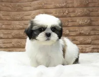 Ollie, a male Shih Tzu for sale in Grovespring, MO – 5 of 5