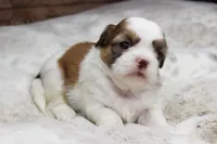 Molly, a female Shih Tzu for sale in Grovespring, MO – 5 of 5