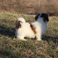 Spot, a male Shih Tzu for sale in Grovespring, MO – Photo 4 of 6