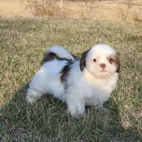 Spot, a male Shih Tzu for sale in Grovespring, MO – Photo 3 of 6