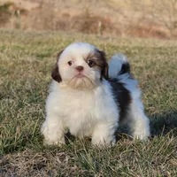 Spot, a male Shih Tzu for sale in Grovespring, MO – Photo 1 of 6