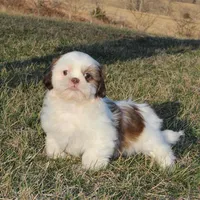 Spot, a male Shih Tzu for sale in Grovespring, MO – Photo 2 of 6