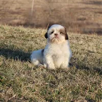 Spot, a male Shih Tzu for sale in Grovespring, MO – Photo 5 of 6