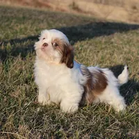 Spot, a male Shih Tzu for sale in Grovespring, MO – Photo 6 of 6