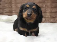 Lacy, a female Dachshund for sale in Grovespring, MO – 2 of 4