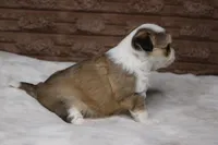 Peanut, a male Chihuahua for sale in Grovespring, MO – Photo 6 of 6