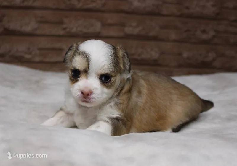 Peanut – Chihuahua puppy for sale in Grovespring, MO