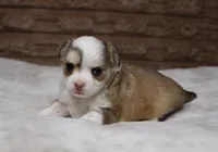 Peanut, a male Chihuahua for sale in Grovespring, MO – Photo 1 of 6