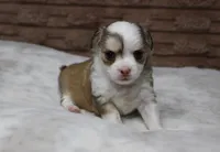 Peanut, a male Chihuahua for sale in Grovespring, MO – Photo 5 of 6