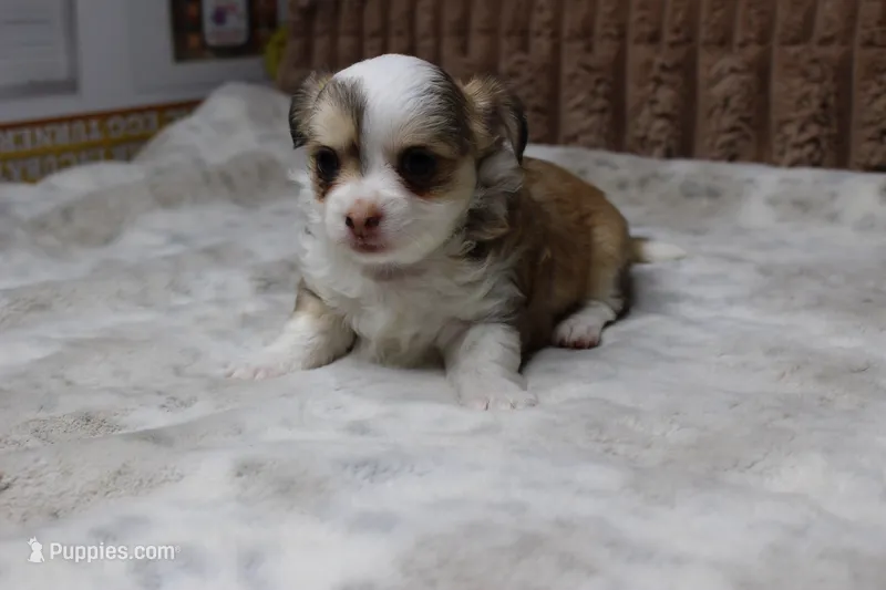 Peanut – Chihuahua puppy for sale in Grovespring, MO