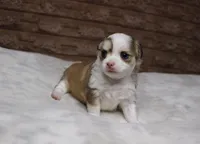 Peanut, a male Chihuahua for sale in Grovespring, MO – Photo 2 of 6