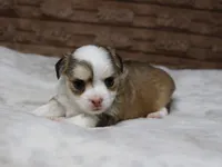 Peanut, a male Chihuahua for sale in Grovespring, MO – Photo 4 of 6