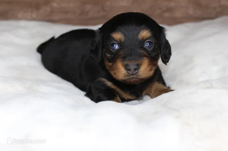 Lacy – Dachshund puppy for sale in Grovespring, MO