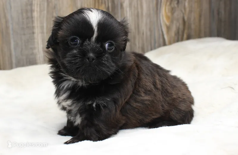 Lexi – Shih Tzu puppy for sale in Grovespring, MO