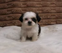 Izzy, a female Shih Tzu for sale in Grovespring, MO – 4 of 5
