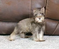 Maggie, a female Miniature Schnauzer for sale in Grovespring, MO – Photo 5 of 5