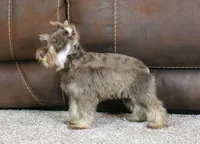 Maggie, a female Miniature Schnauzer for sale in Grovespring, MO – Photo 4 of 5