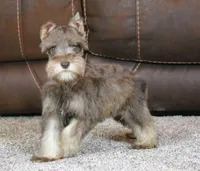 Maggie, a female Miniature Schnauzer for sale in Grovespring, MO – Photo 1 of 5