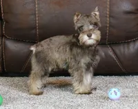 Maggie, a female Miniature Schnauzer for sale in Grovespring, MO – Photo 2 of 5
